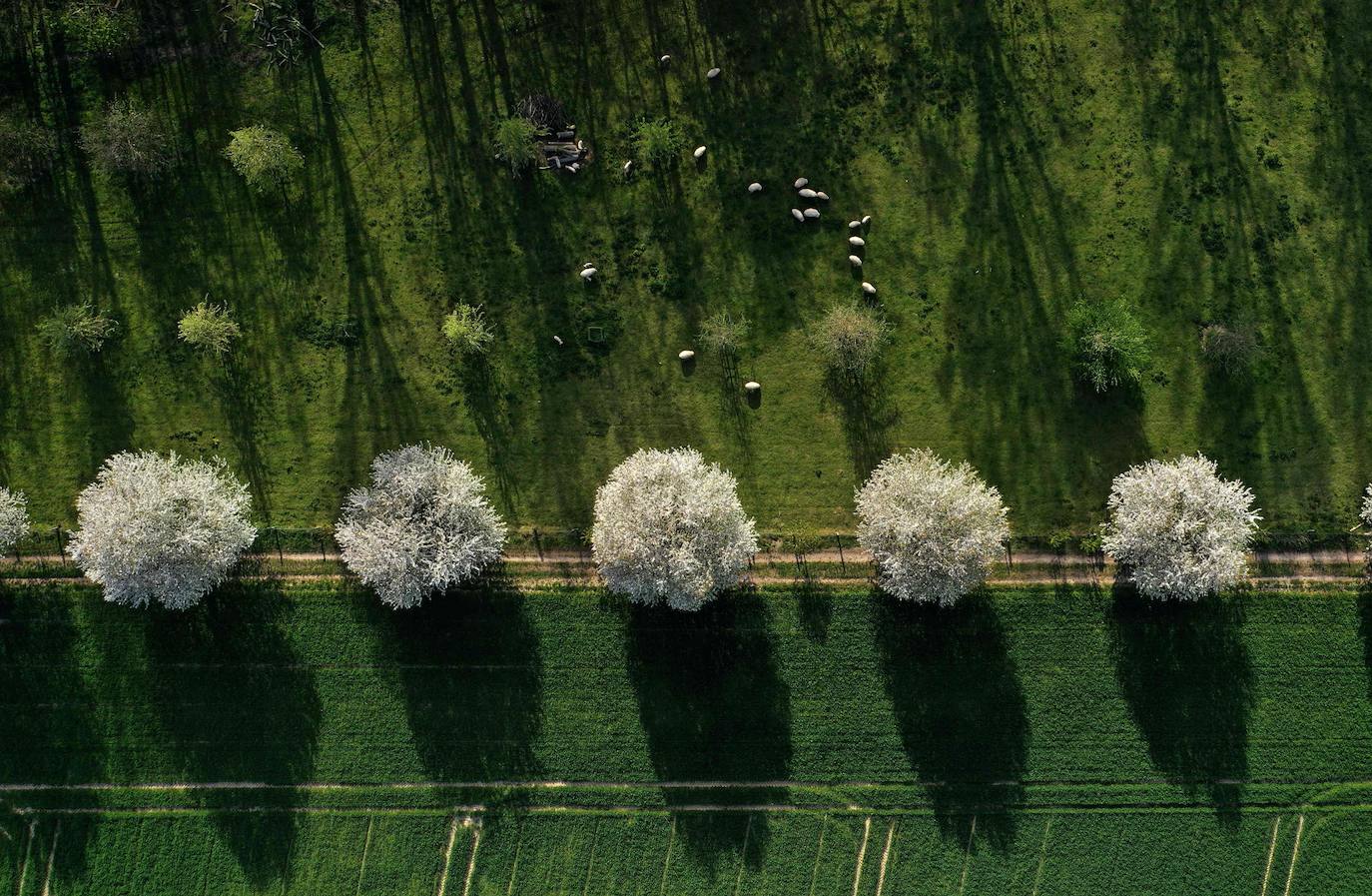 Grevenbroich, en Alemania, cuenta con 100 hectáreas donde reina el color. La primavera ha dejado una larga extensión de formas y tonalidades de todo tipo que se convierten anualmente en un reclamo para amantes de la fotografía y turistas. El colorido jardín es uno de los jardines naturales más grandes del mundo y sus flores configuran paisajes así de espectaculares.