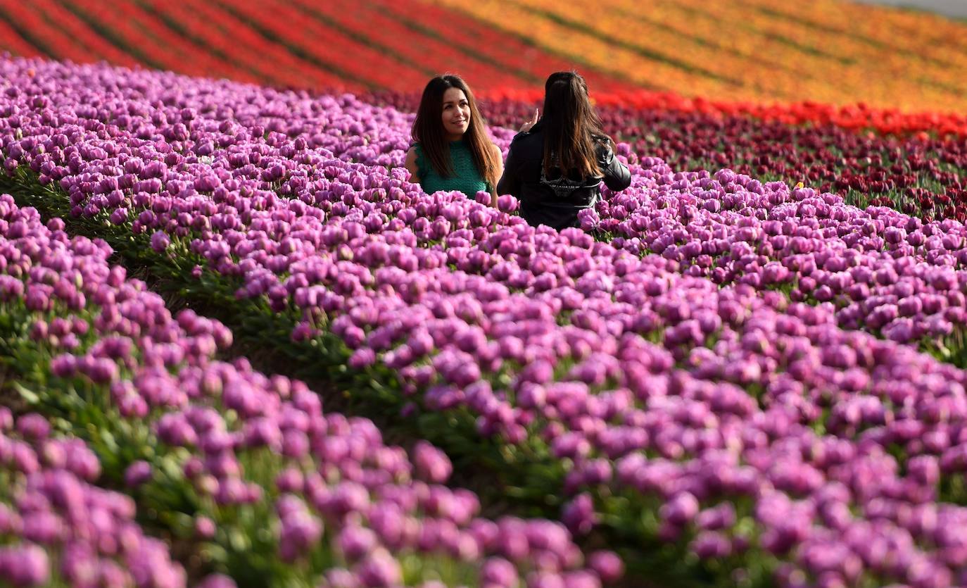 Grevenbroich, en Alemania, cuenta con 100 hectáreas donde reina el color. La primavera ha dejado una larga extensión de formas y tonalidades de todo tipo que se convierten anualmente en un reclamo para amantes de la fotografía y turistas. El colorido lugar es uno de los jardines naturales más grandes del mundo y sus flores configuran paisajes así de espectaculares.