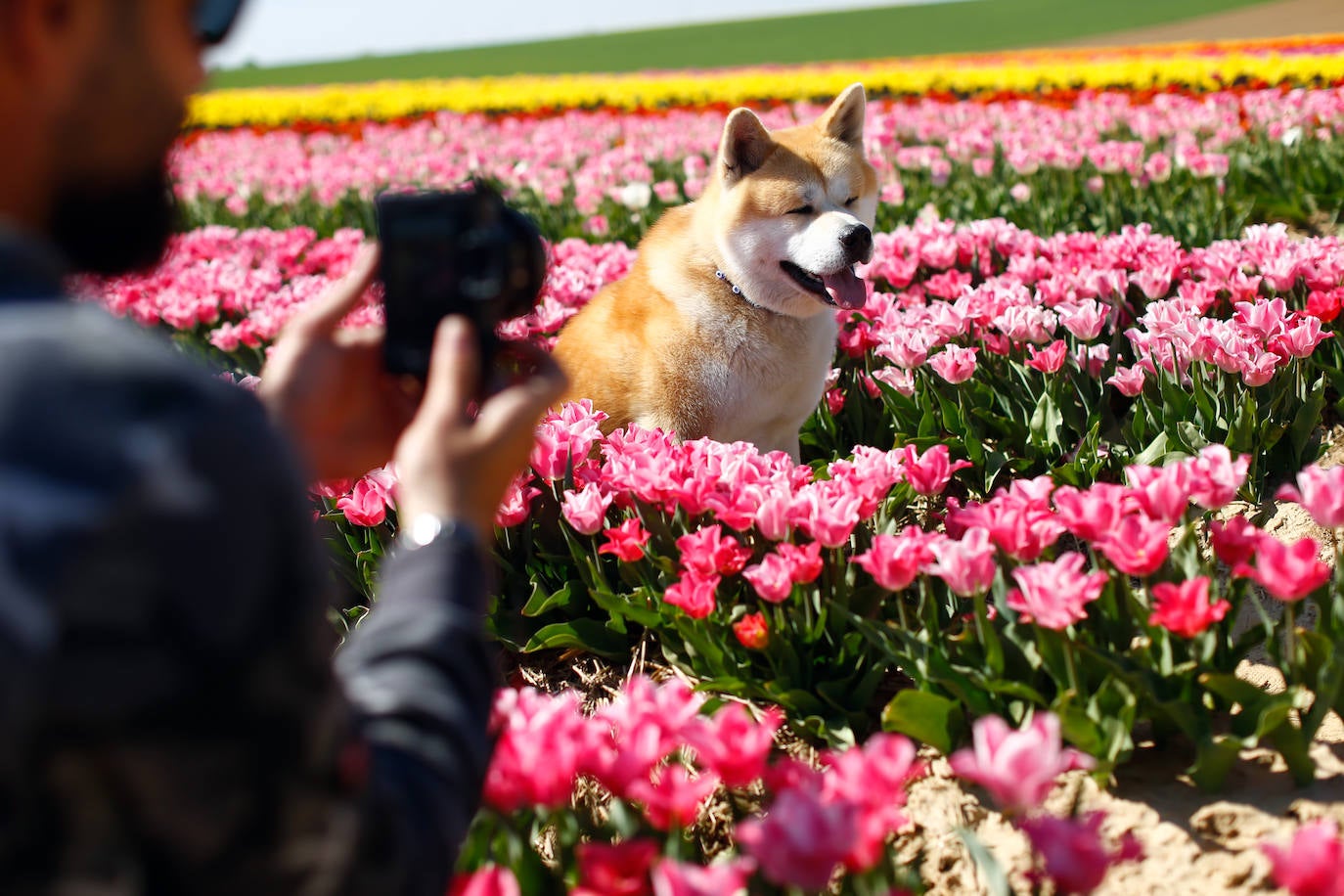 Grevenbroich, en Alemania, cuenta con 100 hectáreas donde reina el color. La primavera ha dejado una larga extensión de formas y tonalidades de todo tipo que se convierten anualmente en un reclamo para amantes de la fotografía y turistas. El colorido lugar es uno de los jardines naturales más grandes del mundo y sus flores configuran paisajes así de espectaculares.