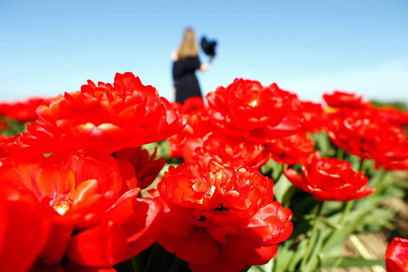 Grevenbroich, en Alemania, cuenta con 100 hectáreas donde reina el color. La primavera ha dejado una larga extensión de formas y tonalidades de todo tipo que se convierten anualmente en un reclamo para amantes de la fotografía y turistas. El colorido jardín es uno de los jardines naturales más grandes del mundo y sus flores configuran paisajes así de espectaculares.