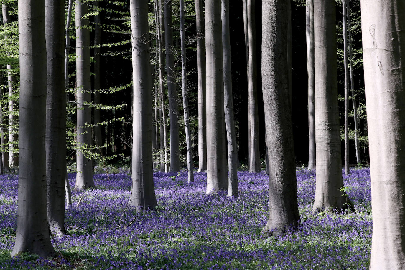 El impresionante bosque belga 'Blue Forest' no volverá a recibir visitas hasta dentro de un tiempo. También conocido como 'Hallerbos', este espectacular paisaje se tiñe de azul durante esta época del año y se convierte en uno de los lugares más visitados de Bélgica en abril. Por el momento, permanecerá cerrado al público por la crisis del Covid-19.