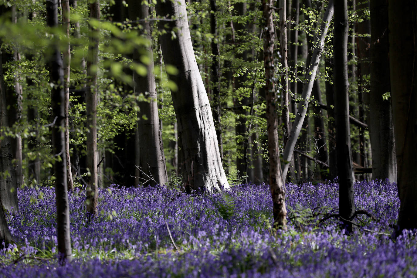 El impresionante bosque belga 'Blue Forest' no volverá a recibir visitas hasta dentro de un tiempo. También conocido como 'Hallerbos', este espectacular paisaje se tiñe de azul durante esta época del año y se convierte en uno de los lugares más visitados de Bélgica en abril. Por el momento, permanecerá cerrado al público por la crisis del Covid-19.