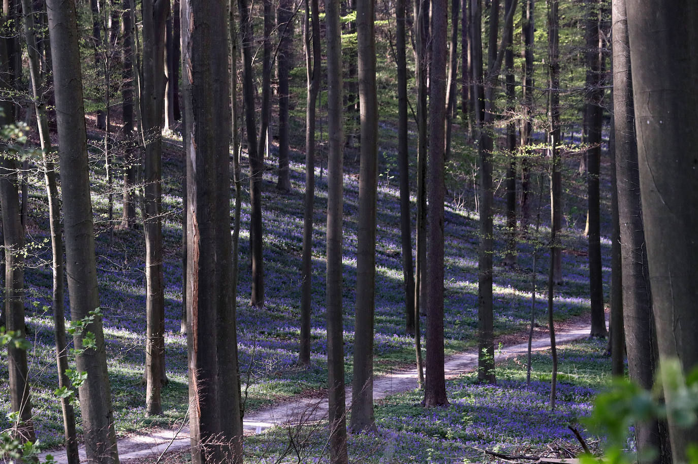 El impresionante bosque belga 'Blue Forest' no volverá a recibir visitas hasta dentro de un tiempo. También conocido como 'Hallerbos', este espectacular paisaje se tiñe de azul durante esta época del año y se convierte en uno de los lugares más visitados de Bélgica en abril. Por el momento, permanecerá cerrado al público por la crisis del Covid-19.