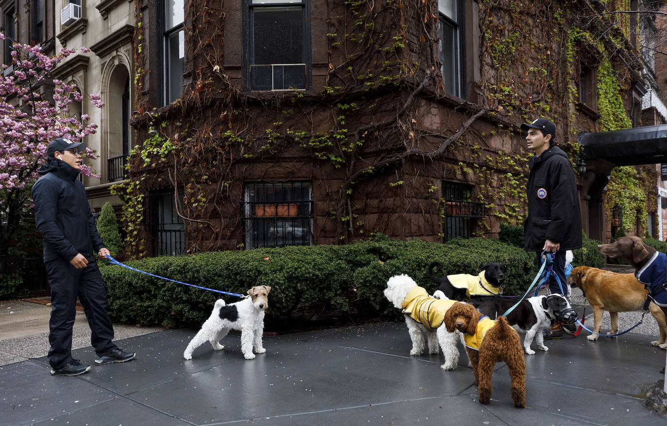 Ya no hay béisbol, ni carruajes de caballos, ni hordas de turistas. Han sido reemplazados por el canto de los pájaros, caminatas solitarias y un renovado aprecio por la belleza del Central Park durante la cuarentena de Nueva York debido al coronavirus. El virus ha matado hasta ahora a más de 12.000 personas en el estado de Nueva York, de un total de más de 223.000 casos confirmados. 