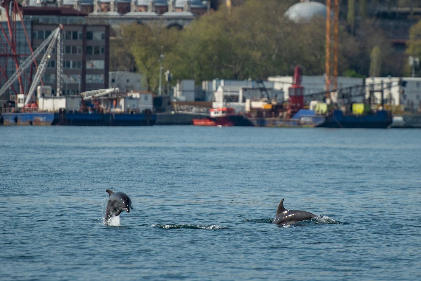 Los delfines se adueñan del Bósforo durante el confinamiento turco.