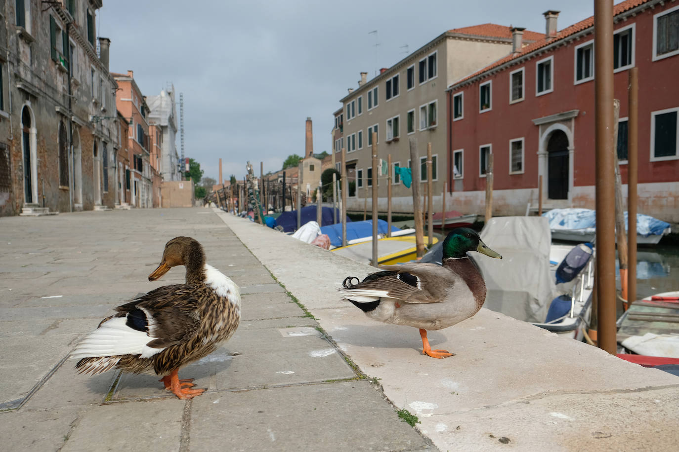 La pandemia del coronavirus ha dejado Venecia más solitaria y bella que nunca. Sin turistas desde principios de marzo, el agua ya no es removida por los miles de barcos, taxis, vaporetti, góndolas y embarcaciones privadas que lo hacen habitualmente. Algunos animales que estaban relegados en los canales más grandes o más amplios, pueden moverse ahora hasta el centro histórico de esta ciudad mágica. 