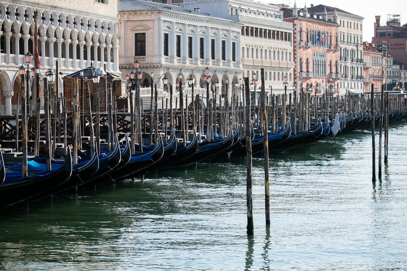 La pandemia del coronavirus ha dejado Venecia más solitaria y bella que nunca. Sin turistas desde principios de marzo, el agua ya no es removida por los miles de barcos, taxis, vaporetti, góndolas y embarcaciones privadas que lo hacen habitualmente. Algunos animales que estaban relegados en los canales más grandes o más amplios, pueden moverse ahora hasta el centro histórico de esta ciudad mágica. 