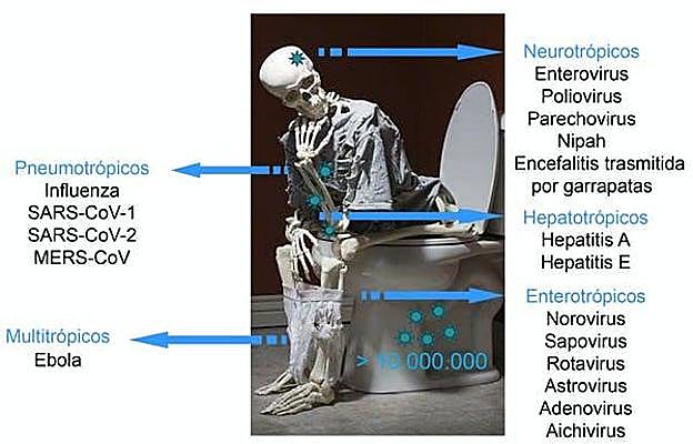 Virus que pueden encontrarse en las heces humanas. 