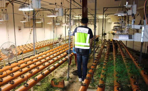 Un policía nacional inspecciona la plantación de marihuana. 