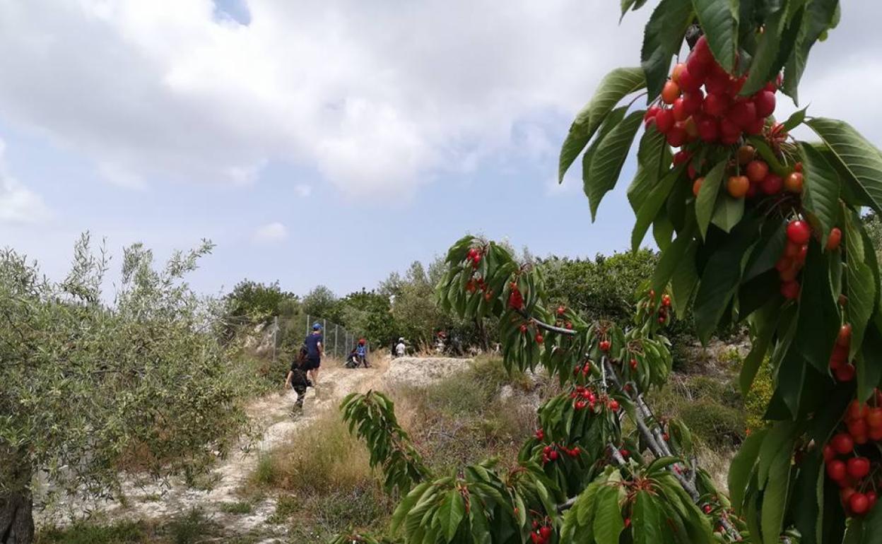 Campo de cerezos en la Vall de Gallinera.