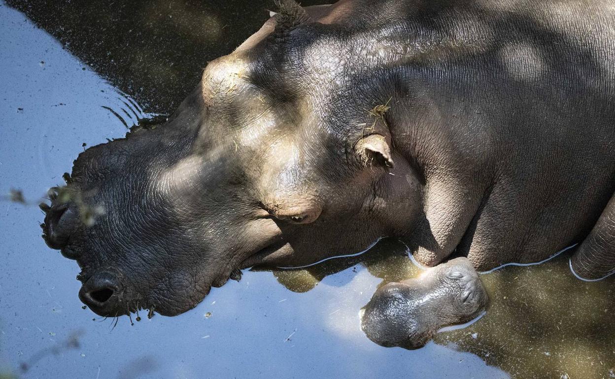 Nuevo hipopótamo en Bioparc Valencia.