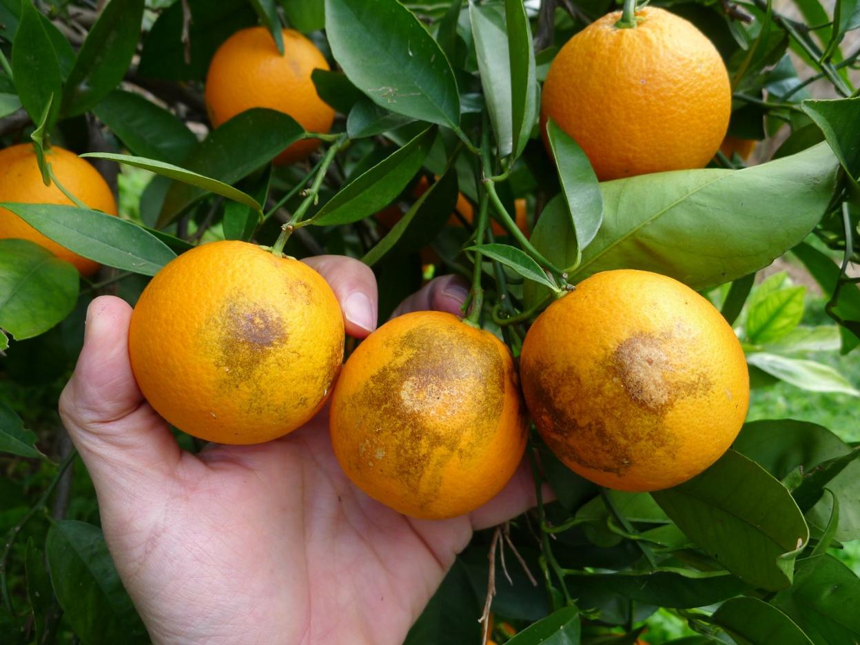 Naranjas manchadas por el 'trips de la orquídea'. J. CATALÁN-IVIA