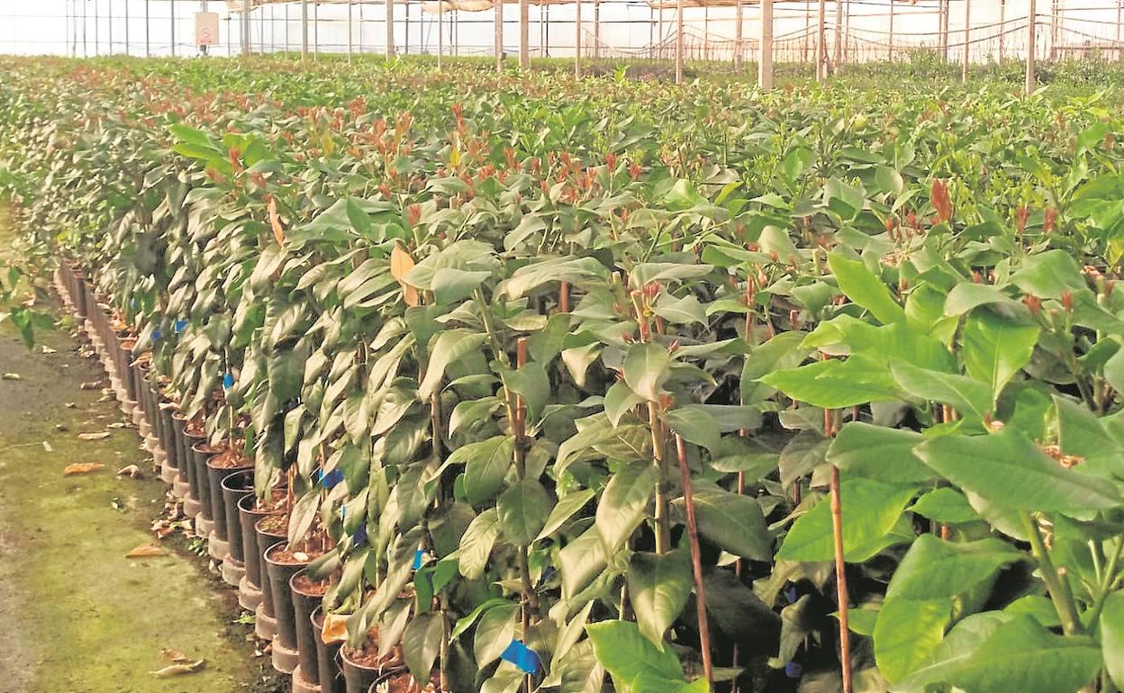 Invernadero de producción de plantones de cítricos en ambiente controlado para obtener calidad y uniformidad. 