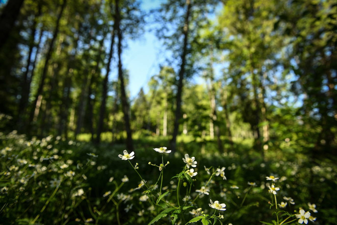 El verano llega a los Alpes y su paisaje se vuelve aún más espectacular. Los turistas que visitan la zona en esta época del año pueden disfrutar del verde del entorno y el deporte en sus aguas, en un ambiente alejado del bullicio donde descansar y conectar con la naturaleza.