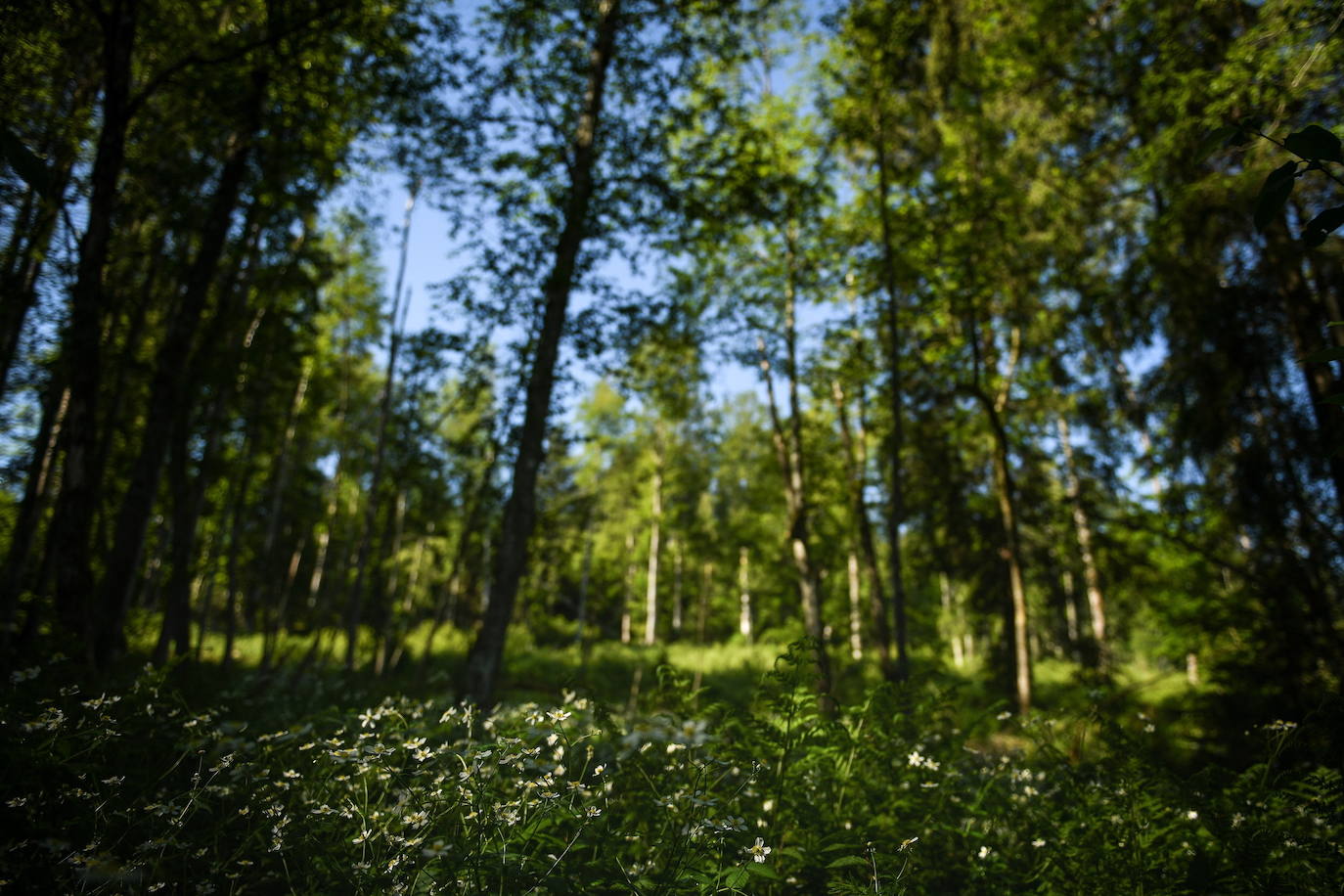 El verano llega a los Alpes y su paisaje se vuelve aún más espectacular. Los turistas que visitan la zona en esta época del año pueden disfrutar del verde del entorno y el deporte en sus aguas, en un ambiente alejado del bullicio donde descansar y conectar con la naturaleza.