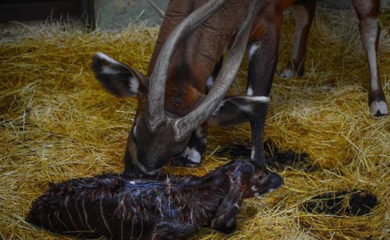 Bioparc vive un 'baby boom' durante el confinamiento
