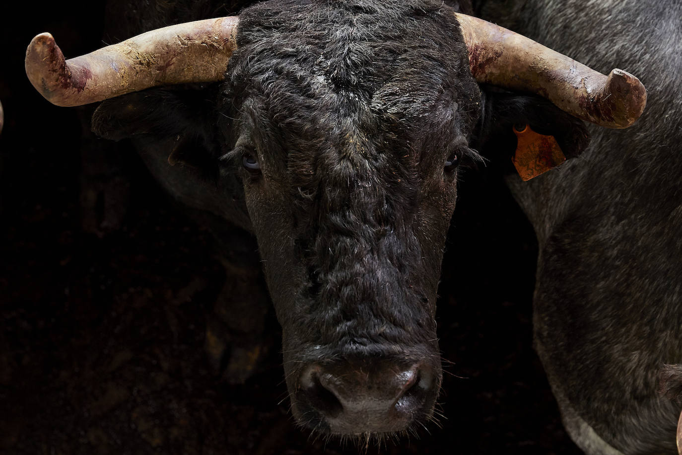 Los ganaderos de reses bravas temen pérdidas de 60 millones ante el parón de los bous al carrer. Mientras, los pescadores soportan una caída de sus ventas a la mitad por el tiempo de cierre de los restaurantes