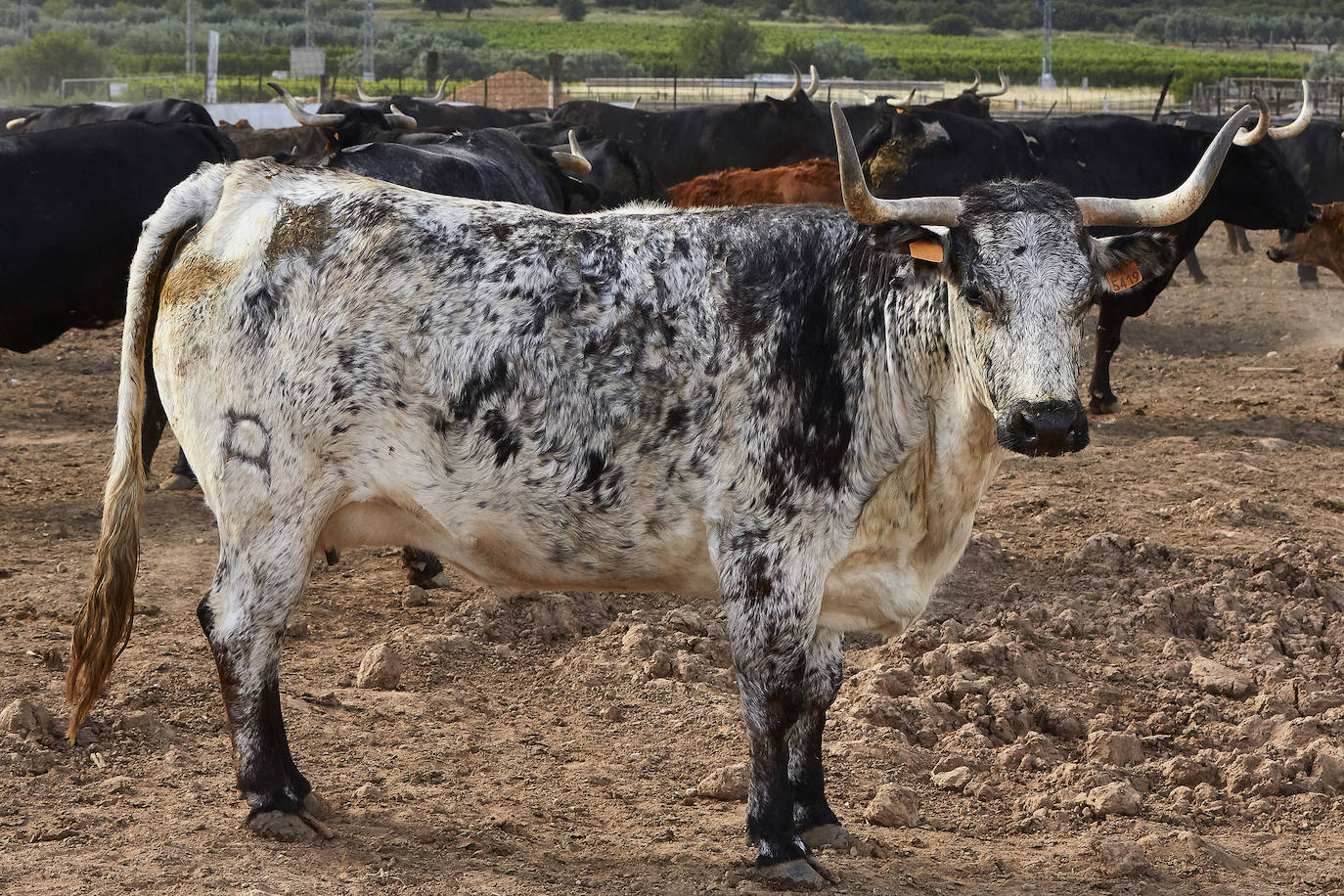 Los ganaderos de reses bravas temen pérdidas de 60 millones ante el parón de los bous al carrer. Mientras, los pescadores soportan una caída de sus ventas a la mitad por el tiempo de cierre de los restaurantes