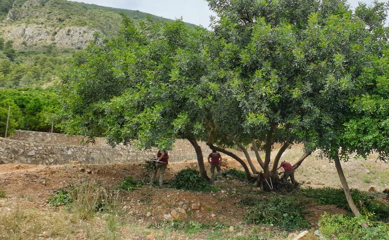 Trabajos de mejora ambiental en el entorno del Calvari de Simat. 