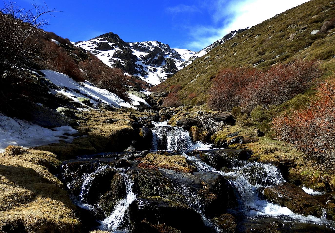 Anfibios, reptiles, mamíferos , aves y una rica entomofauna, conforman la fauna de Sierra Nevada, especialmente ligada a los hábitats de la alta montaña. La cabra montés, habitual de las altas cumbres, es la especie más característica del parque.