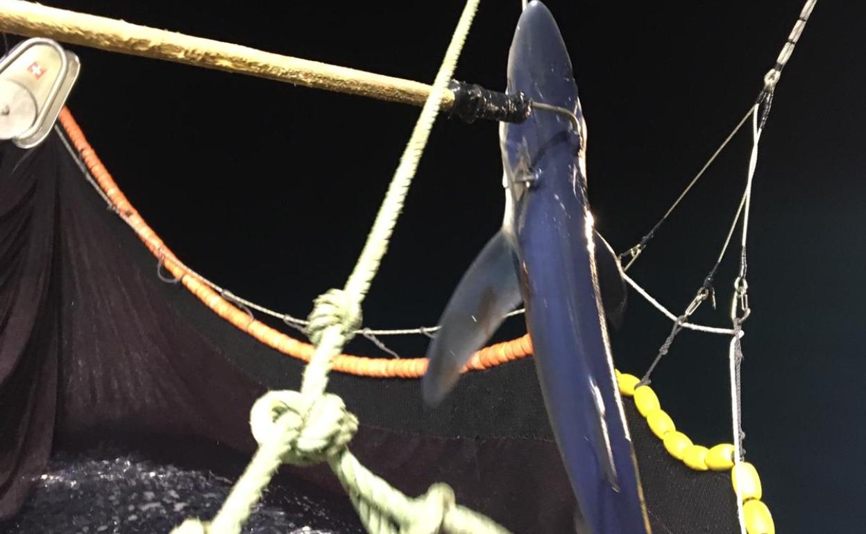 El ejemplar de tiburón azul en la embarcación de pesca que lo encontrado entre sus redes. 