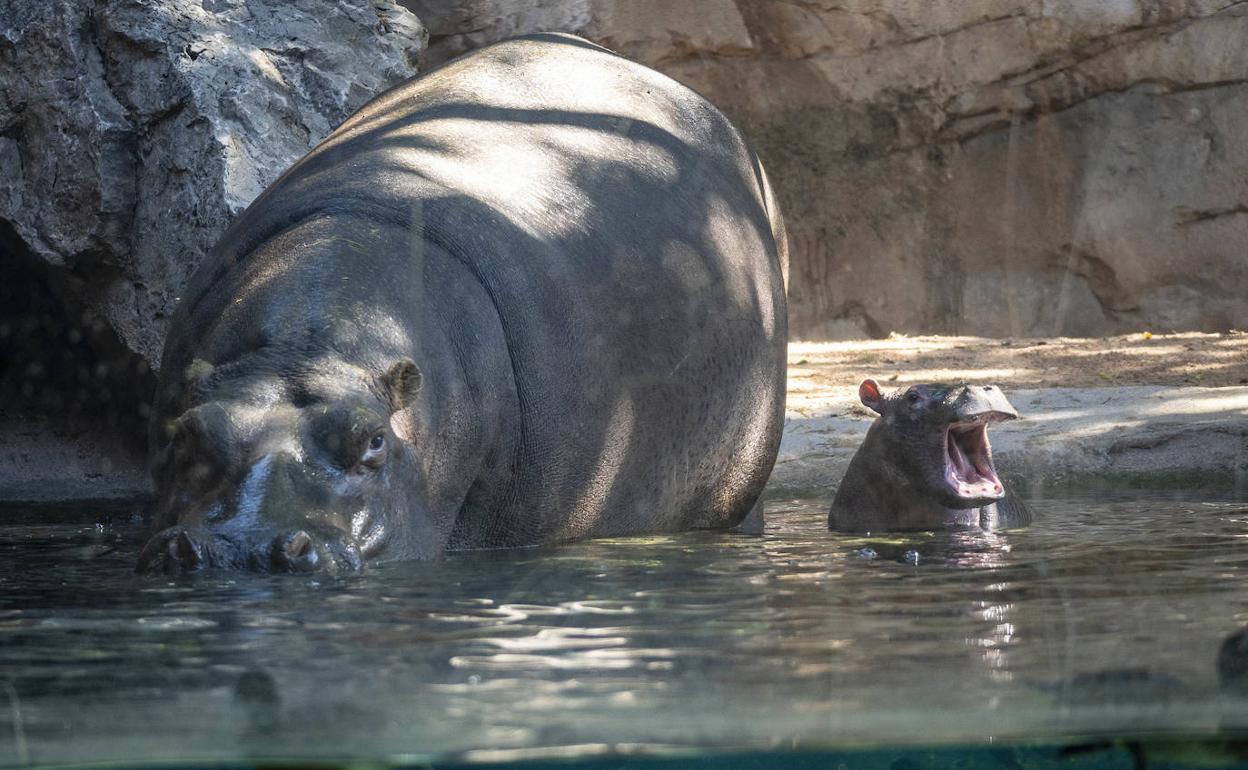 La cría de hipopótamos del Bioparc. 