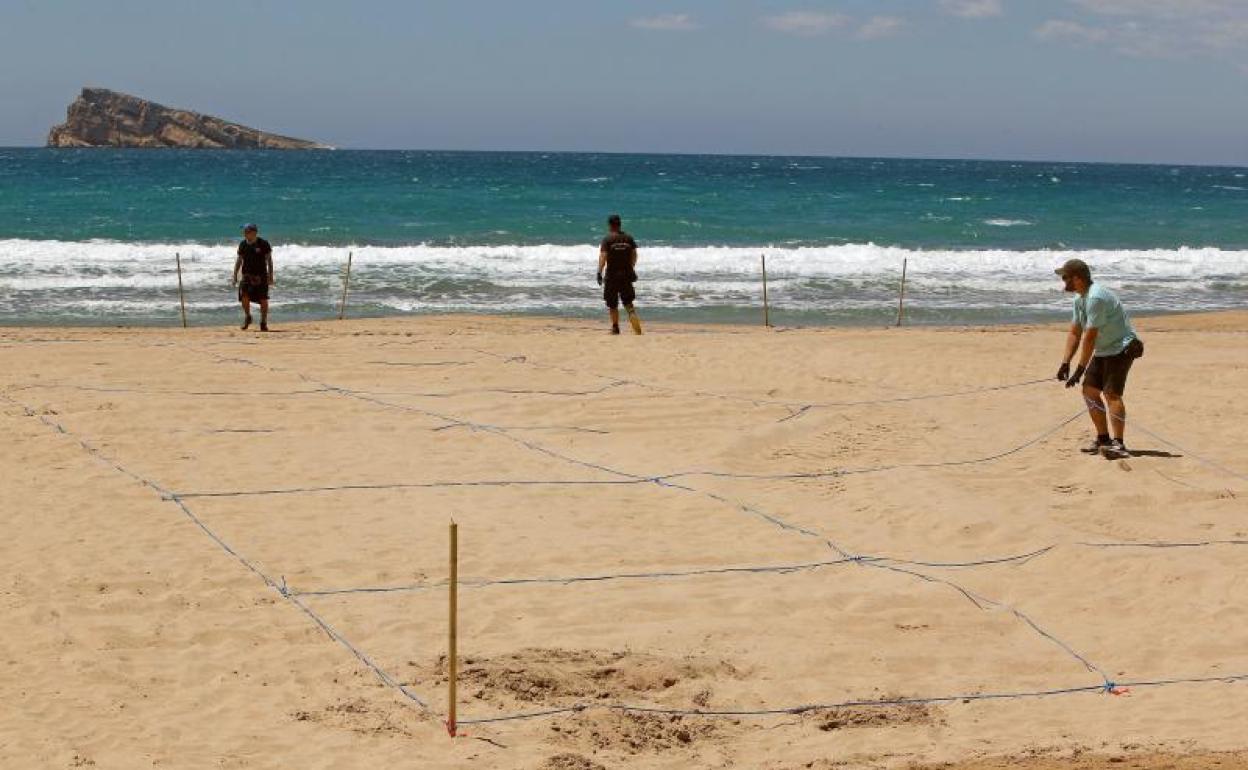 Los operarios terminan estos días de colocar postes y las cuerdas de color azul para delimitar los espacios en las playas de Benidorm.