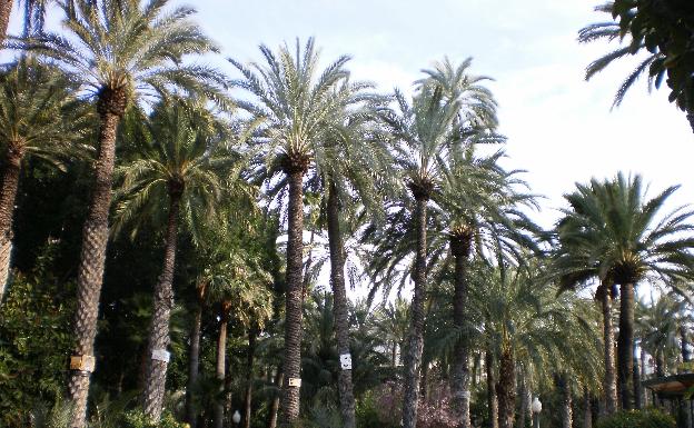 En el Palmeral de Elche, la sombra está garantizada.