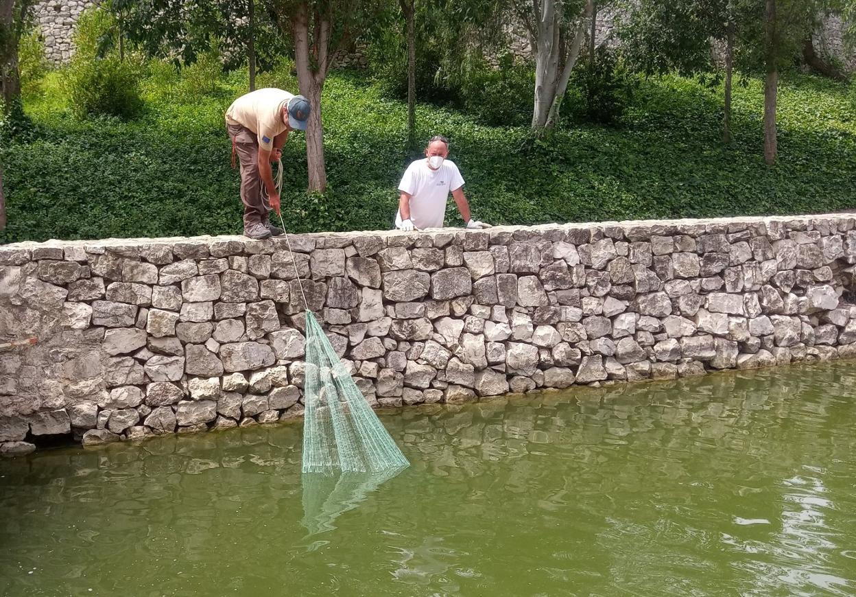 Dos técnicos, el pasado día 2 en el lago del parque de Cabecera durante el estudio. ayto. valencia