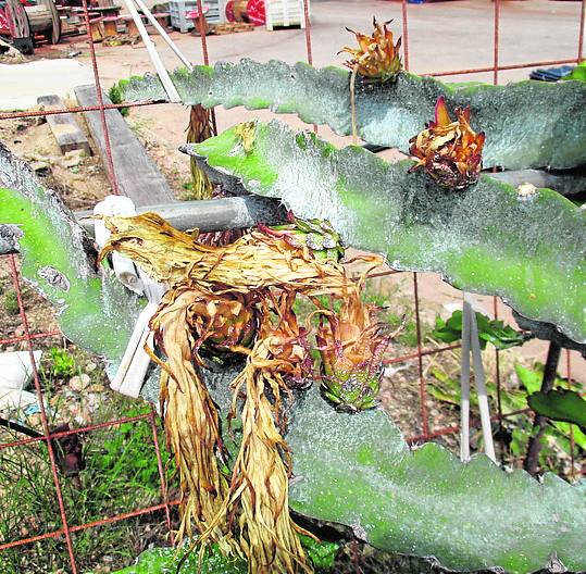 Primeros frutos recién cuajados en una planta que colocaron de prueba en Xeraco el año pasado. 