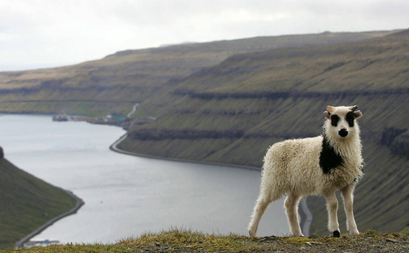 Las Islas Feroe son un destino muy diferente, Naturaleza en estado puro. Situadas al noreste de Escocia justo en el medio de Islandia y Noruega. Es un paraje verde de 1.399 kilómetros cuadrados (113 kilómetros de largo y 75 de ancho), húmedo (casi todo es costa ya que no hay ningún punto a más de 5 kilómetros del oceano) y en el que hay más ovejas (70.000 y para las que piden un especial cuidado a los turistas que viajen en sus propios coches) que habitantes (51.371), que viven en su mayoría de la pesca y la exportación de la misma. 