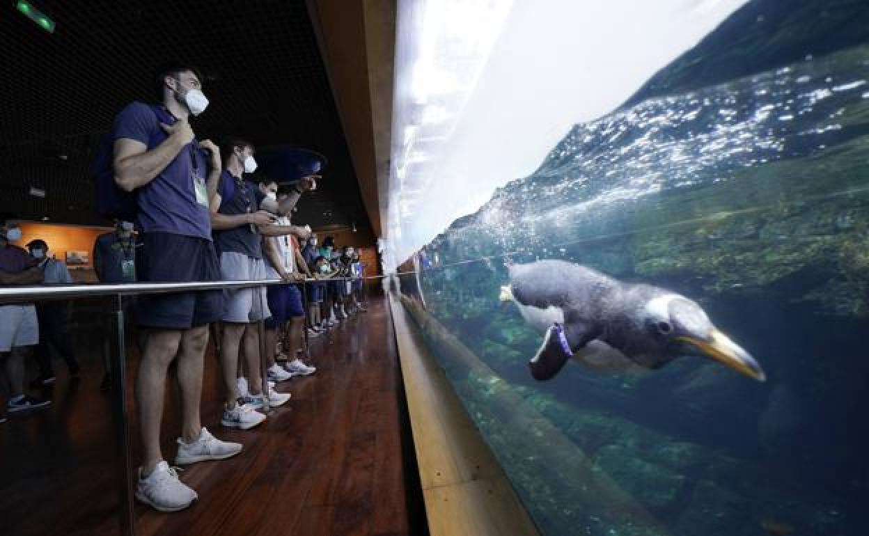 El Oceanogràfic reabre al público el 1 de julio con un aforo del 75%