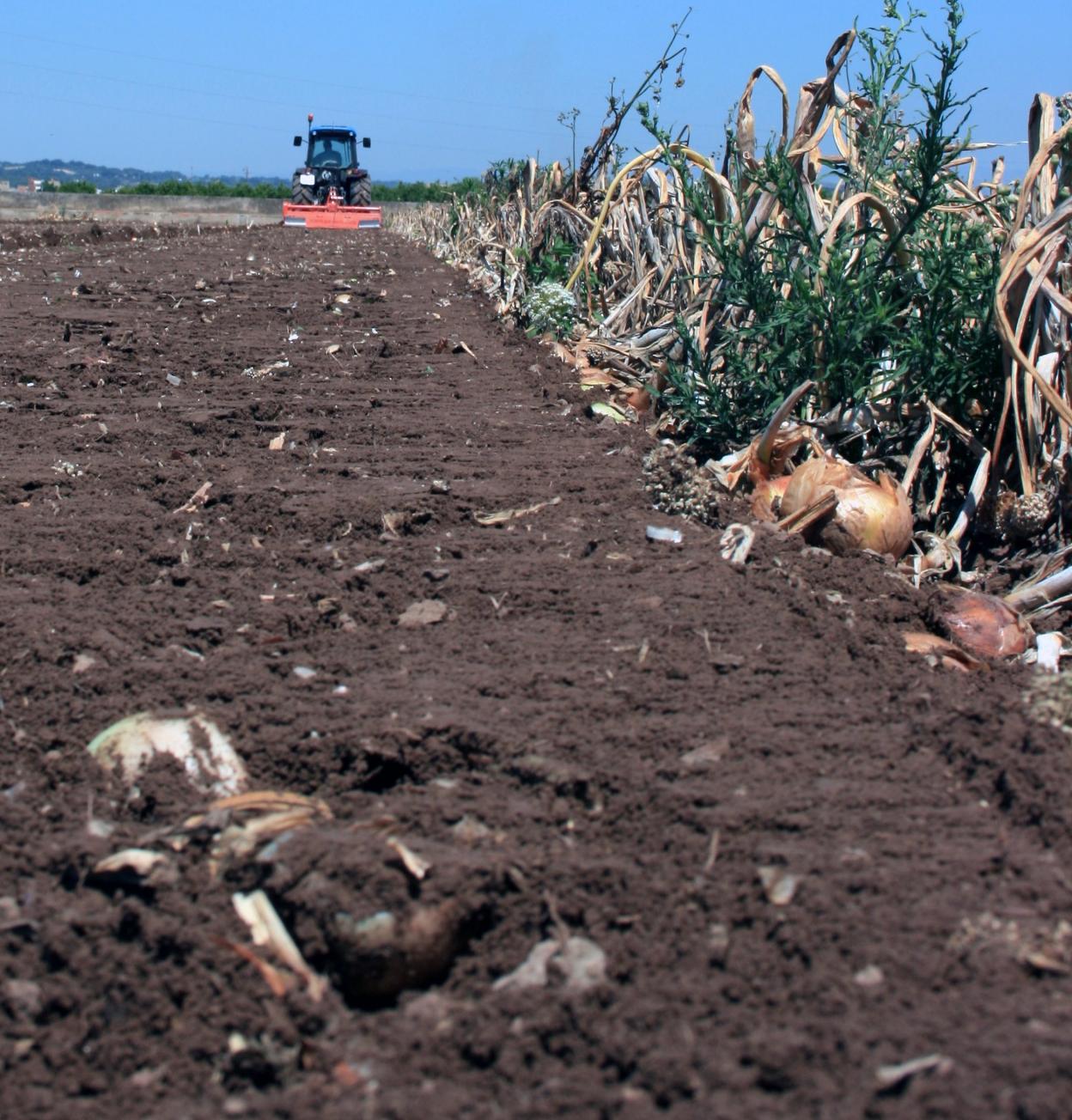 Un tractor tritura un campo de cebollas de la huerta valenciana. ava