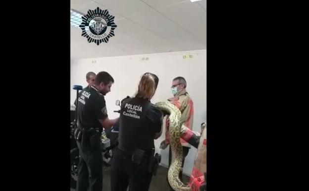 Capturan una serpiente pitón que cayó desde un quinto piso en Castellón