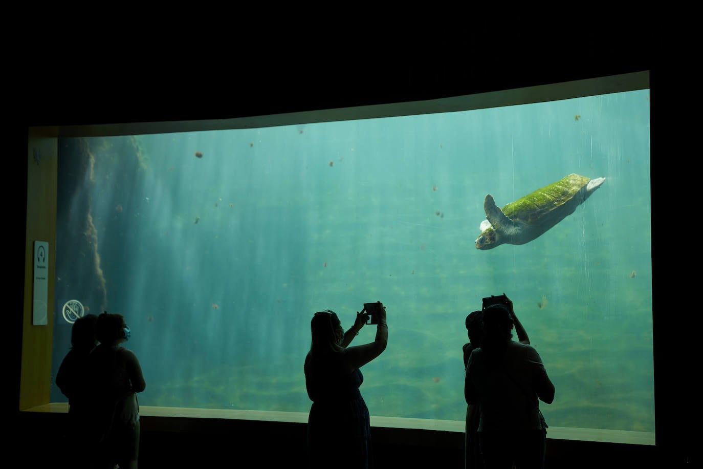 El Oceanogràfic de Valencia ha reabierto este miércoles al público después de estar 110 días cerrado por la pandemia del coronavirus, y lo ha hecho con un preventa de casi mil entradas y confiando en que las circunstancias permitan «rescatar, poco a poco, el brillo y la importancia» que tiene este parque para la Ciudad de las Artes y las Ciencias. 