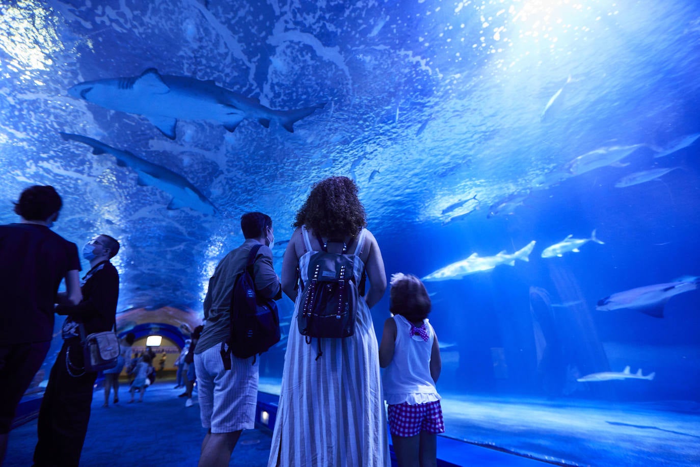 El Oceanogràfic de Valencia ha reabierto este miércoles al público después de estar 110 días cerrado por la pandemia del coronavirus, y lo ha hecho con un preventa de casi mil entradas y confiando en que las circunstancias permitan «rescatar, poco a poco, el brillo y la importancia» que tiene este parque para la Ciudad de las Artes y las Ciencias. 