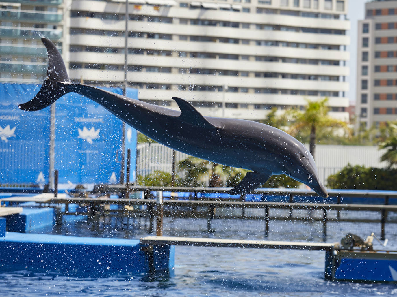 El Oceanogràfic de Valencia ha reabierto este miércoles al público después de estar 110 días cerrado por la pandemia del coronavirus, y lo ha hecho con un preventa de casi mil entradas y confiando en que las circunstancias permitan «rescatar, poco a poco, el brillo y la importancia» que tiene este parque para la Ciudad de las Artes y las Ciencias. 