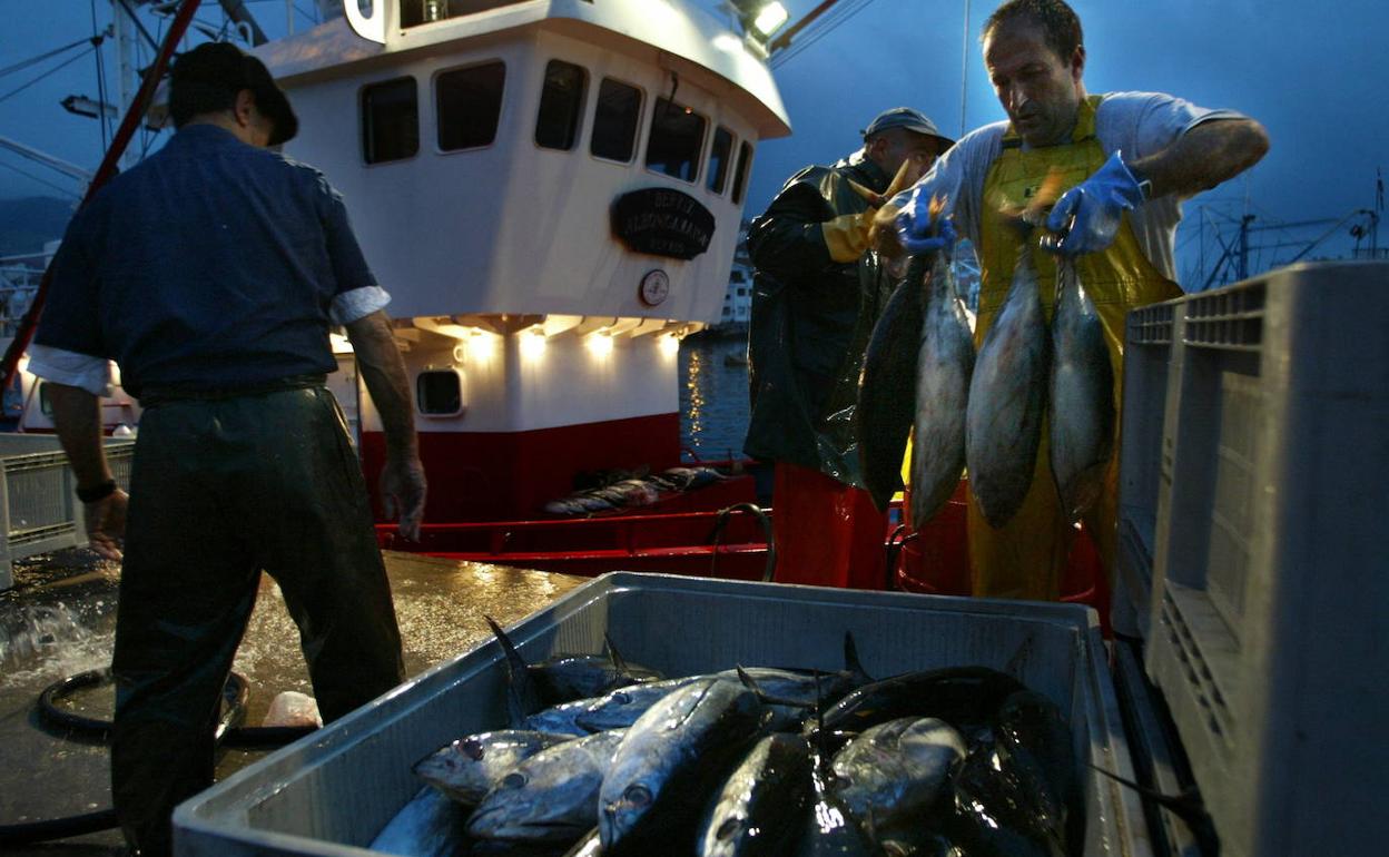 Pecadores vascos descargan un cargamento de bonito en el puerto de Bermeo. 