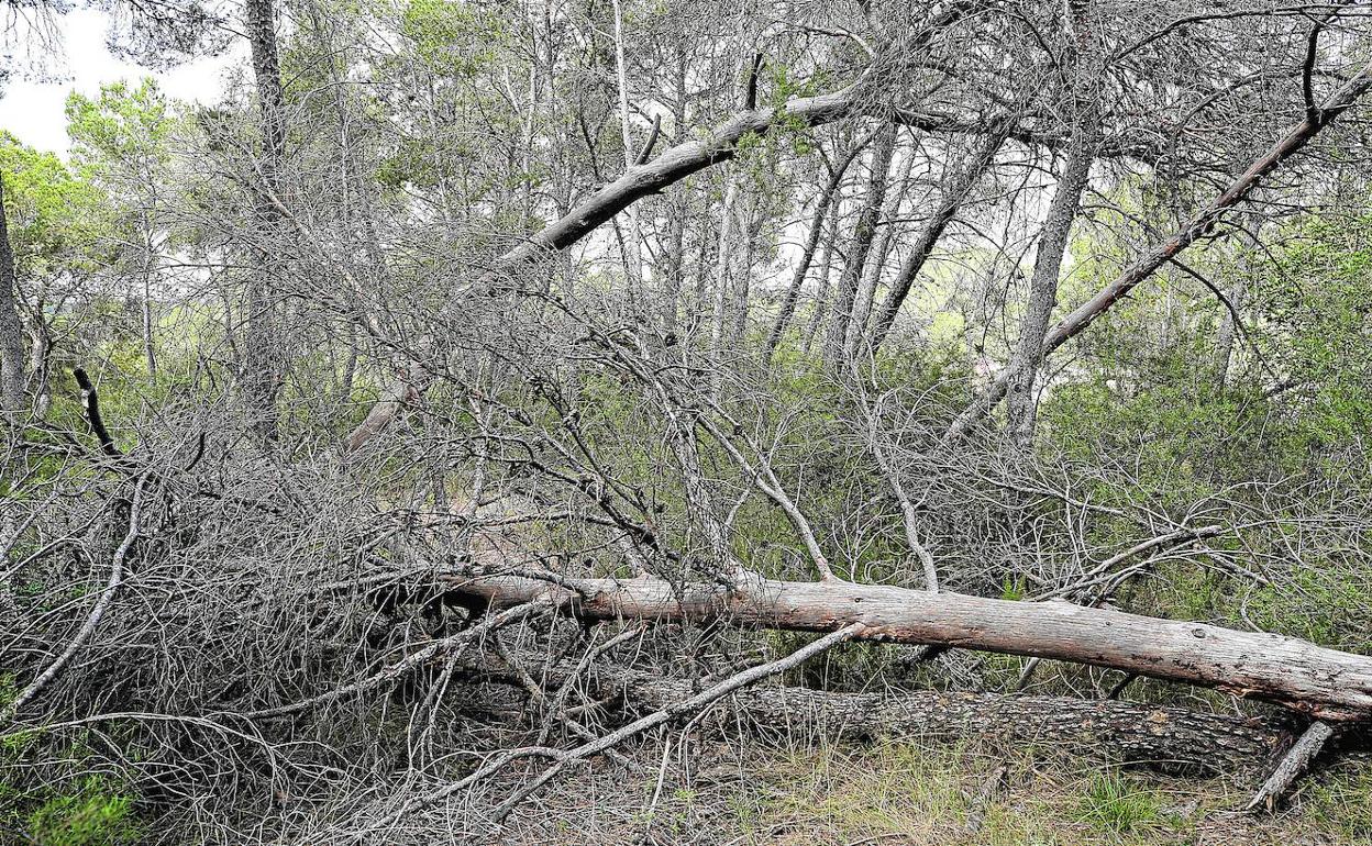 Árboles caídos y sin retirar en la Vallesa, en Paterna. 