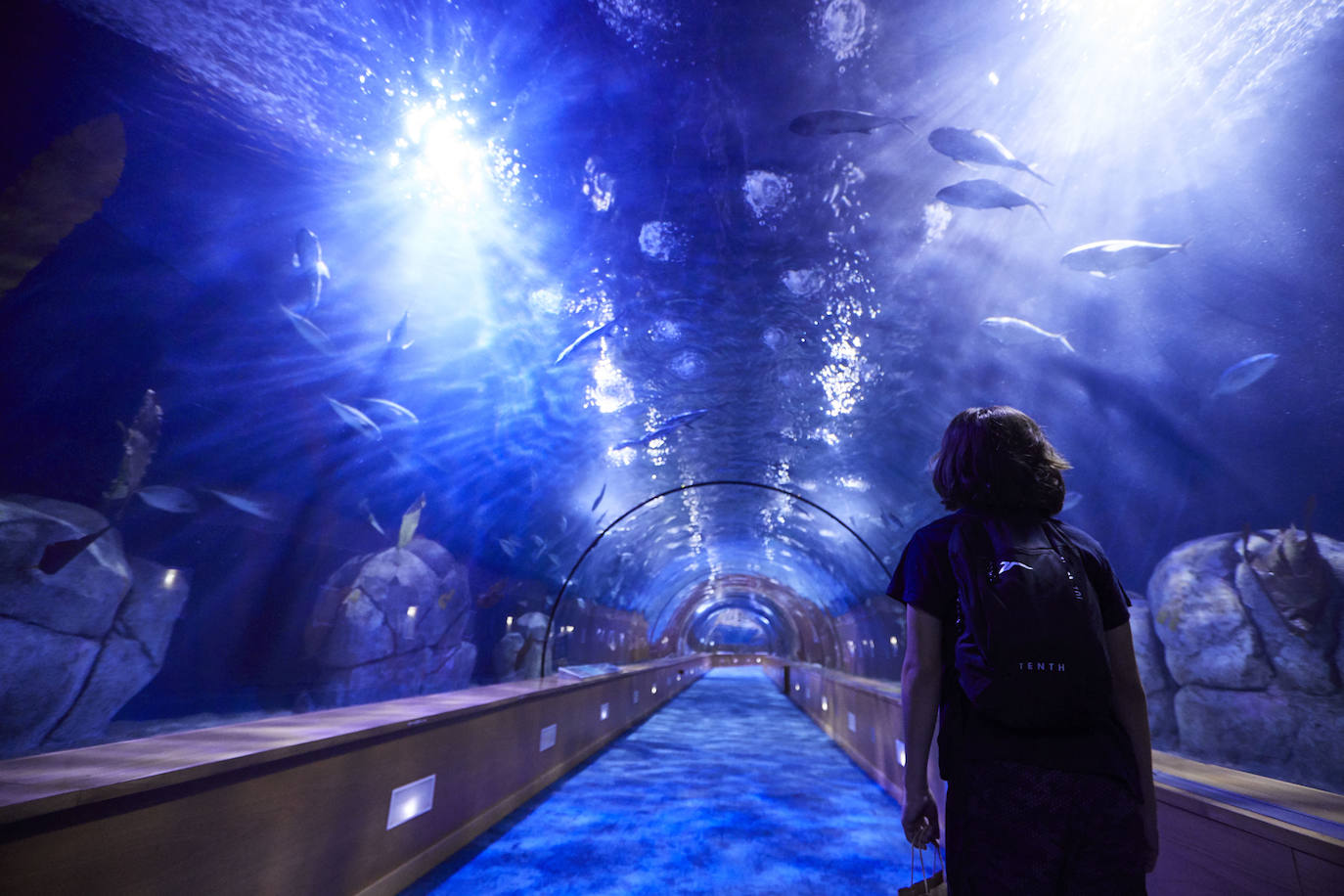 El Oceanogràfic de Valencia ha reabierto este miércoles al público después de estar 110 días cerrado por la pandemia del coronavirus. Desde el parque han explicado que se han tomado todas las medidas higiénico sanitarias para garantizar una visita segura. El parque dispone de 80.000 metros cuadrados de superficie y en espacios abiertos y guardando la distancia, los visitantes pueden ir sin mascarilla, que es obligatoria en espacios cerrados. El Oceanogràfic mantendrá todas las actividades que realiza normalmente, y seguirá abierto el delfinario y el cine 4D, donde los grupos familiares se podrán sentar juntos pero distantes de los siguientes, aunque se suspenderán los espectáculos nocturnos. 