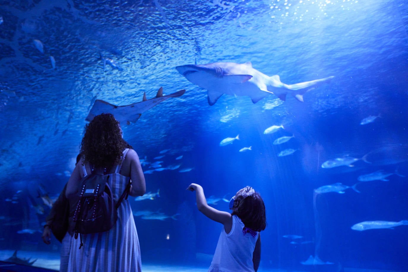 El Oceanogràfic de Valencia ha reabierto este miércoles al público después de estar 110 días cerrado por la pandemia del coronavirus. Desde el parque han explicado que se han tomado todas las medidas higiénico sanitarias para garantizar una visita segura. El parque dispone de 80.000 metros cuadrados de superficie y en espacios abiertos y guardando la distancia, los visitantes pueden ir sin mascarilla, que es obligatoria en espacios cerrados. El Oceanogràfic mantendrá todas las actividades que realiza normalmente, y seguirá abierto el delfinario y el cine 4D, donde los grupos familiares se podrán sentar juntos pero distantes de los siguientes, aunque se suspenderán los espectáculos nocturnos. 