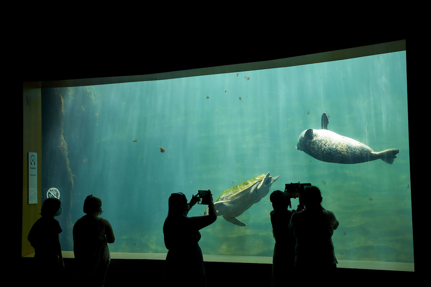 El Oceanogràfic de Valencia ha reabierto este miércoles al público después de estar 110 días cerrado por la pandemia del coronavirus. Desde el parque han explicado que se han tomado todas las medidas higiénico sanitarias para garantizar una visita segura. El parque dispone de 80.000 metros cuadrados de superficie y en espacios abiertos y guardando la distancia, los visitantes pueden ir sin mascarilla, que es obligatoria en espacios cerrados. El Oceanogràfic mantendrá todas las actividades que realiza normalmente, y seguirá abierto el delfinario y el cine 4D, donde los grupos familiares se podrán sentar juntos pero distantes de los siguientes, aunque se suspenderán los espectáculos nocturnos. 