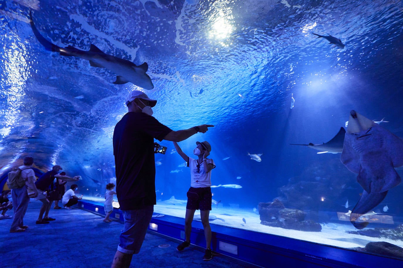 El Oceanogràfic de Valencia ha reabierto este miércoles al público después de estar 110 días cerrado por la pandemia del coronavirus. Desde el parque han explicado que se han tomado todas las medidas higiénico sanitarias para garantizar una visita segura. El parque dispone de 80.000 metros cuadrados de superficie y en espacios abiertos y guardando la distancia, los visitantes pueden ir sin mascarilla, que es obligatoria en espacios cerrados. El Oceanogràfic mantendrá todas las actividades que realiza normalmente, y seguirá abierto el delfinario y el cine 4D, donde los grupos familiares se podrán sentar juntos pero distantes de los siguientes, aunque se suspenderán los espectáculos nocturnos. 