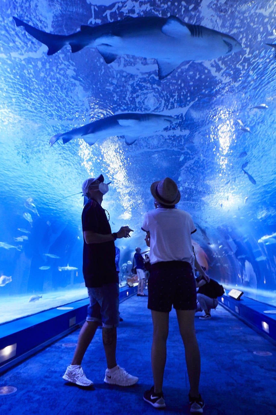 El Oceanogràfic de Valencia ha reabierto este miércoles al público después de estar 110 días cerrado por la pandemia del coronavirus. Desde el parque han explicado que se han tomado todas las medidas higiénico sanitarias para garantizar una visita segura. El parque dispone de 80.000 metros cuadrados de superficie y en espacios abiertos y guardando la distancia, los visitantes pueden ir sin mascarilla, que es obligatoria en espacios cerrados. El Oceanogràfic mantendrá todas las actividades que realiza normalmente, y seguirá abierto el delfinario y el cine 4D, donde los grupos familiares se podrán sentar juntos pero distantes de los siguientes, aunque se suspenderán los espectáculos nocturnos. 