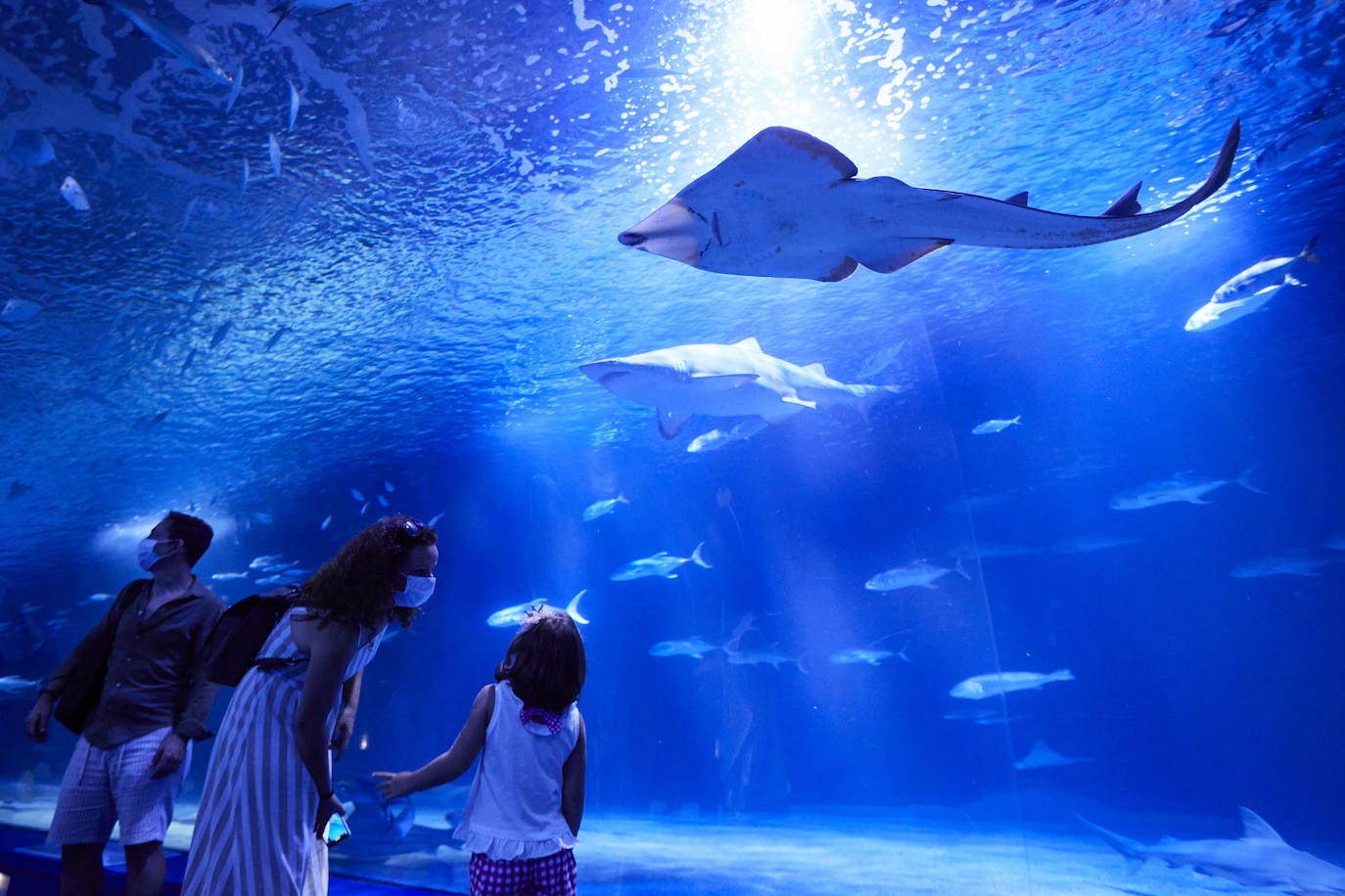 El Oceanogràfic de Valencia ha reabierto este miércoles al público después de estar 110 días cerrado por la pandemia del coronavirus. Desde el parque han explicado que se han tomado todas las medidas higiénico sanitarias para garantizar una visita segura. El parque dispone de 80.000 metros cuadrados de superficie y en espacios abiertos y guardando la distancia, los visitantes pueden ir sin mascarilla, que es obligatoria en espacios cerrados. El Oceanogràfic mantendrá todas las actividades que realiza normalmente, y seguirá abierto el delfinario y el cine 4D, donde los grupos familiares se podrán sentar juntos pero distantes de los siguientes, aunque se suspenderán los espectáculos nocturnos. 