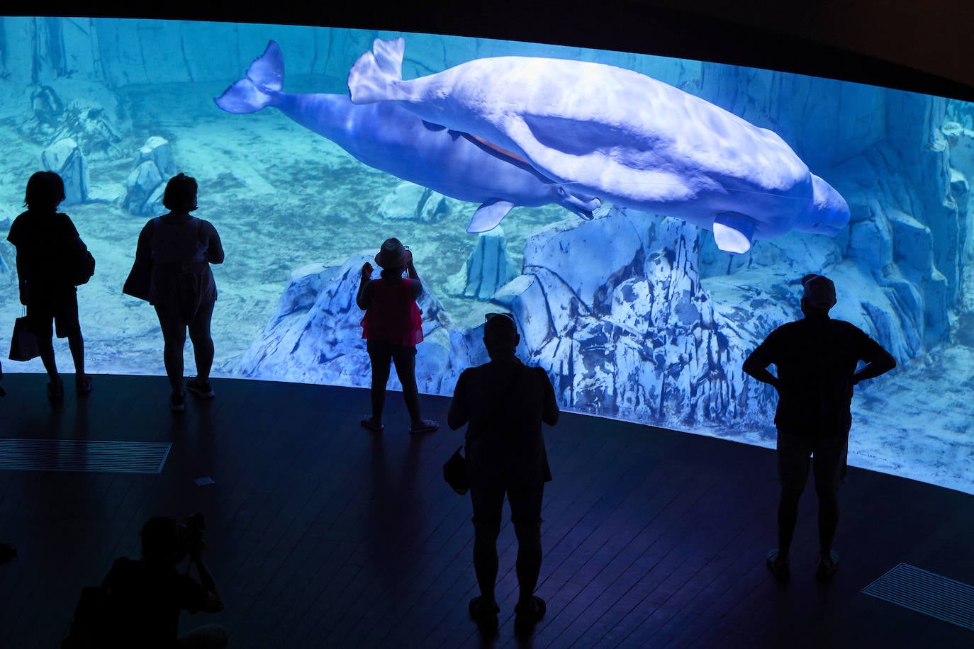 El Oceanogràfic de Valencia ha reabierto este miércoles al público después de estar 110 días cerrado por la pandemia del coronavirus. Desde el parque han explicado que se han tomado todas las medidas higiénico sanitarias para garantizar una visita segura. El parque dispone de 80.000 metros cuadrados de superficie y en espacios abiertos y guardando la distancia, los visitantes pueden ir sin mascarilla, que es obligatoria en espacios cerrados. El Oceanogràfic mantendrá todas las actividades que realiza normalmente, y seguirá abierto el delfinario y el cine 4D, donde los grupos familiares se podrán sentar juntos pero distantes de los siguientes, aunque se suspenderán los espectáculos nocturnos. 