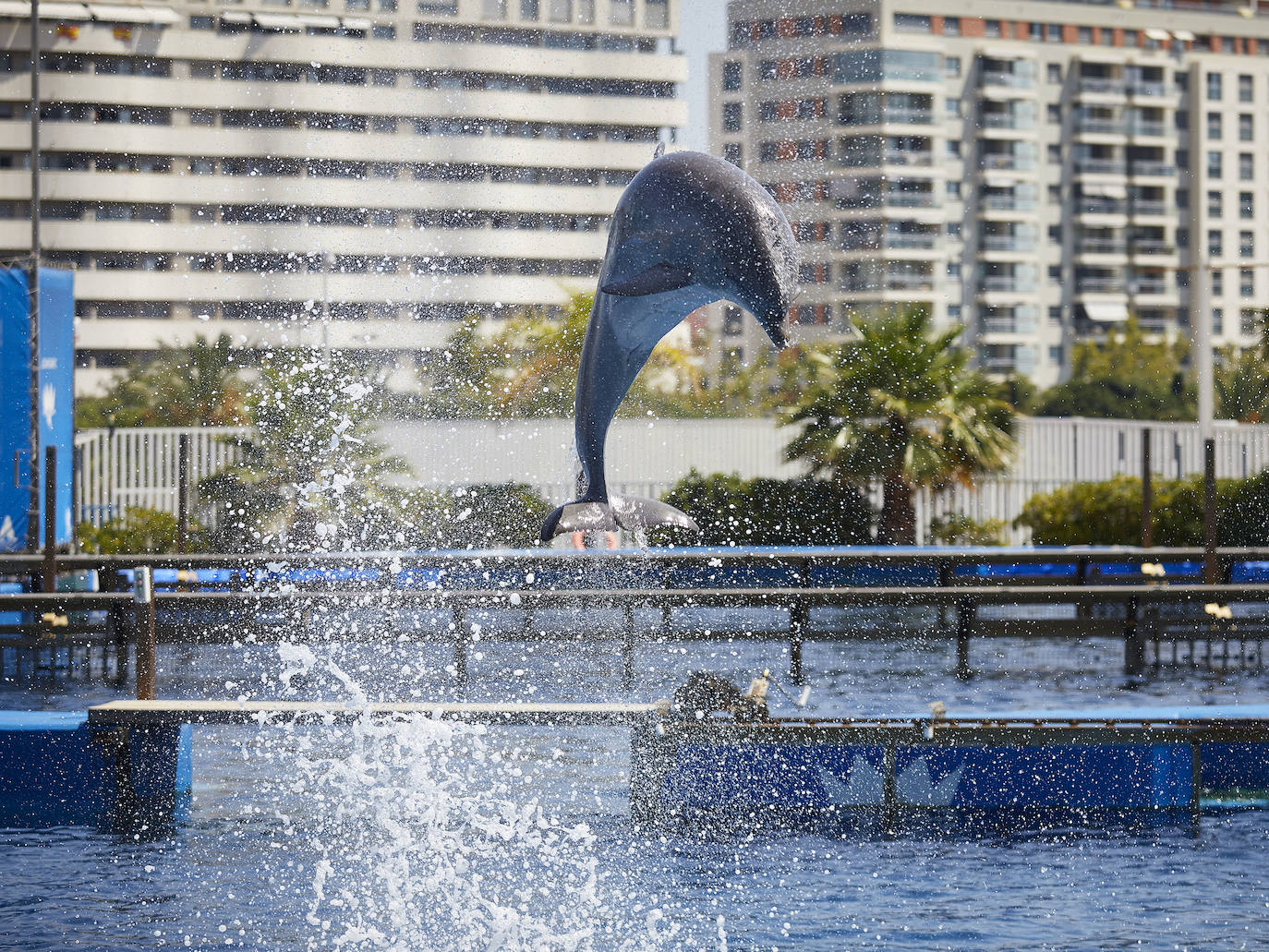 El Oceanogràfic de Valencia ha reabierto este miércoles al público después de estar 110 días cerrado por la pandemia del coronavirus. Desde el parque han explicado que se han tomado todas las medidas higiénico sanitarias para garantizar una visita segura. El parque dispone de 80.000 metros cuadrados de superficie y en espacios abiertos y guardando la distancia, los visitantes pueden ir sin mascarilla, que es obligatoria en espacios cerrados. El Oceanogràfic mantendrá todas las actividades que realiza normalmente, y seguirá abierto el delfinario y el cine 4D, donde los grupos familiares se podrán sentar juntos pero distantes de los siguientes, aunque se suspenderán los espectáculos nocturnos. 