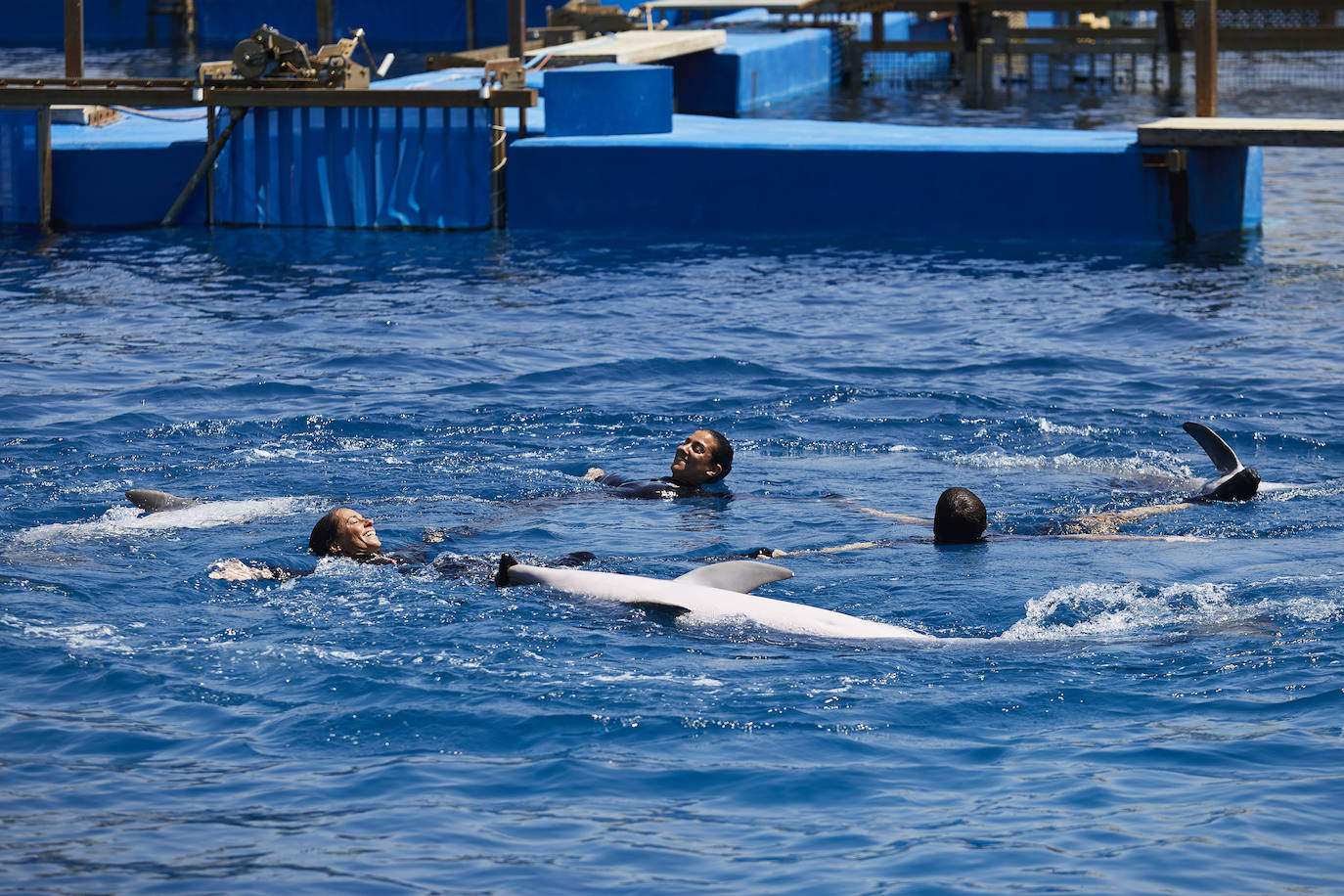 El Oceanogràfic de Valencia ha reabierto este miércoles al público después de estar 110 días cerrado por la pandemia del coronavirus. Desde el parque han explicado que se han tomado todas las medidas higiénico sanitarias para garantizar una visita segura. El parque dispone de 80.000 metros cuadrados de superficie y en espacios abiertos y guardando la distancia, los visitantes pueden ir sin mascarilla, que es obligatoria en espacios cerrados. El Oceanogràfic mantendrá todas las actividades que realiza normalmente, y seguirá abierto el delfinario y el cine 4D, donde los grupos familiares se podrán sentar juntos pero distantes de los siguientes, aunque se suspenderán los espectáculos nocturnos. 