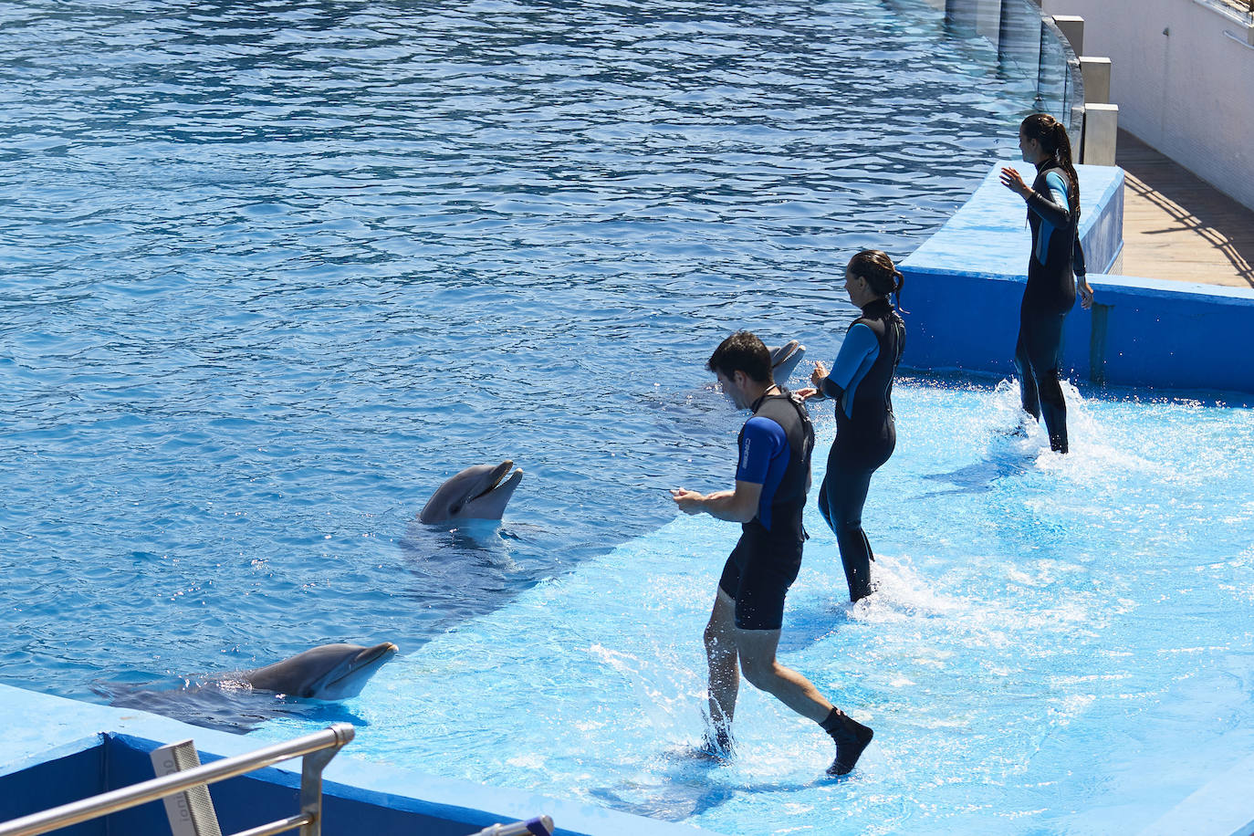 El Oceanogràfic de Valencia ha reabierto este miércoles al público después de estar 110 días cerrado por la pandemia del coronavirus. Desde el parque han explicado que se han tomado todas las medidas higiénico sanitarias para garantizar una visita segura. El parque dispone de 80.000 metros cuadrados de superficie y en espacios abiertos y guardando la distancia, los visitantes pueden ir sin mascarilla, que es obligatoria en espacios cerrados. El Oceanogràfic mantendrá todas las actividades que realiza normalmente, y seguirá abierto el delfinario y el cine 4D, donde los grupos familiares se podrán sentar juntos pero distantes de los siguientes, aunque se suspenderán los espectáculos nocturnos. 