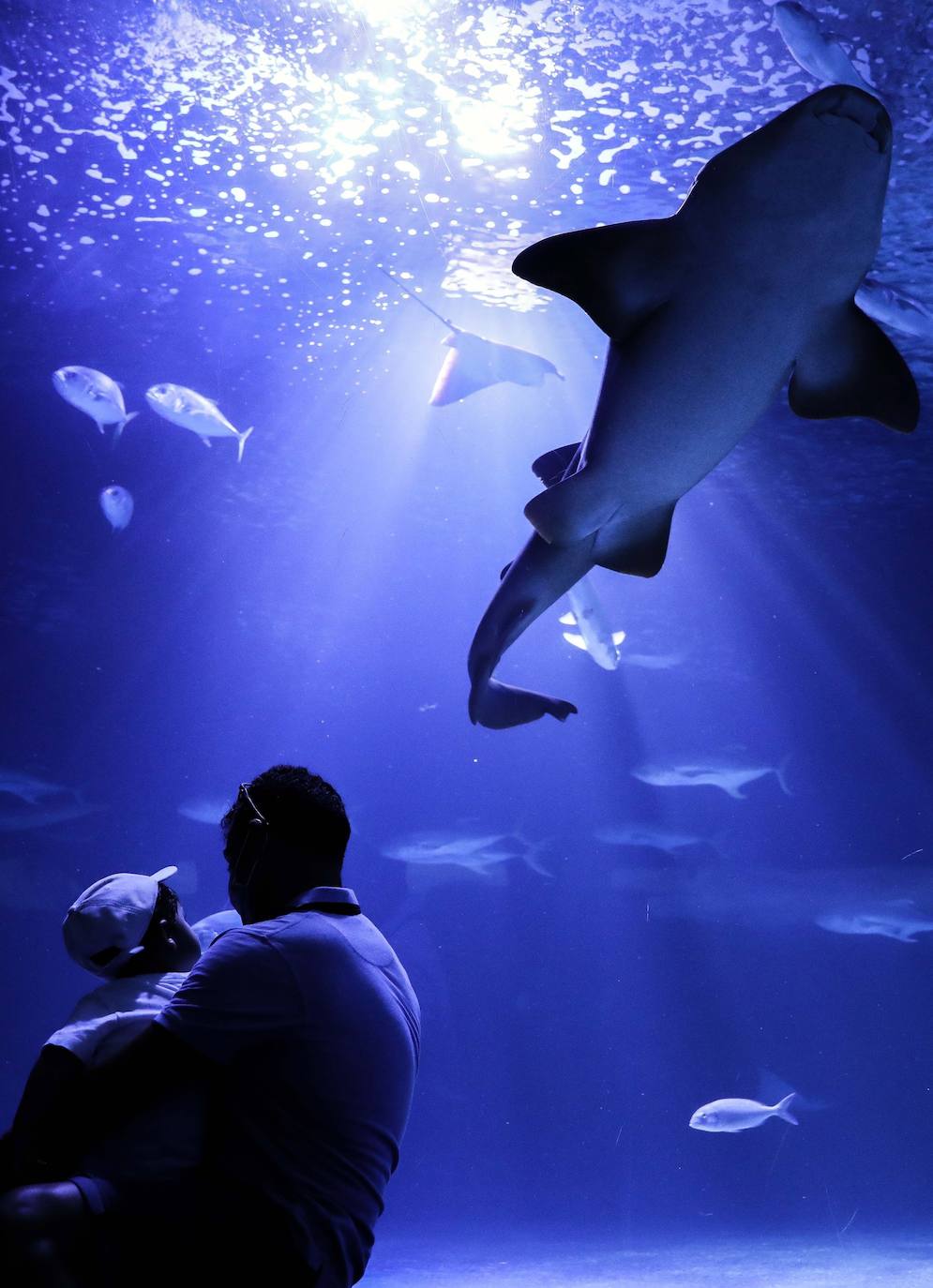 El Oceanogràfic de Valencia ha reabierto este miércoles al público después de estar 110 días cerrado por la pandemia del coronavirus. Desde el parque han explicado que se han tomado todas las medidas higiénico sanitarias para garantizar una visita segura. El parque dispone de 80.000 metros cuadrados de superficie y en espacios abiertos y guardando la distancia, los visitantes pueden ir sin mascarilla, que es obligatoria en espacios cerrados. El Oceanogràfic mantendrá todas las actividades que realiza normalmente, y seguirá abierto el delfinario y el cine 4D, donde los grupos familiares se podrán sentar juntos pero distantes de los siguientes, aunque se suspenderán los espectáculos nocturnos. 